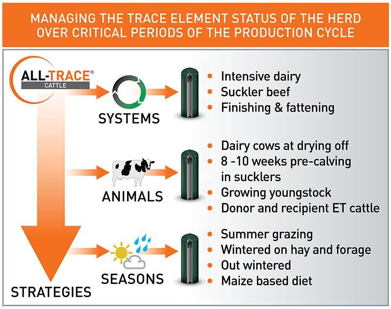 All-trace-cattle