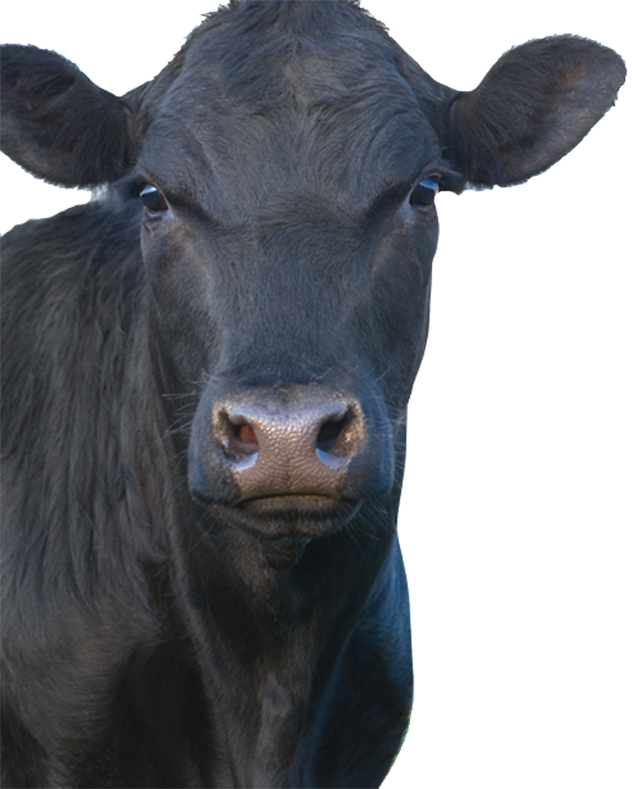 Beef Cattle Products