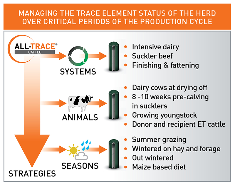 ALL-TRACE CATTLE
