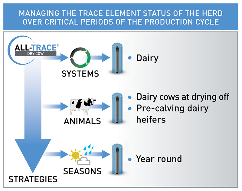 ALL-TRACE DRY COW