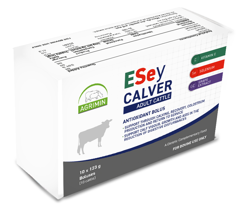 Beef Cattle ESey CALVER ADULT CATTLE