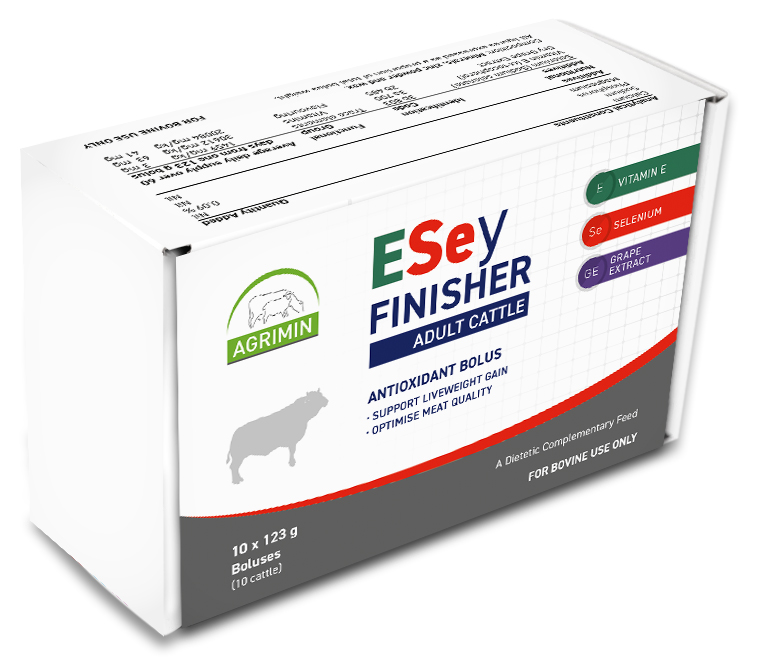 Beef Cattle ESey FINISHER ADULT CATTLE